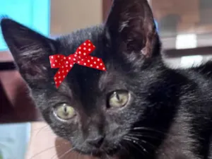 Gato raça SRD-ViraLata idade Abaixo de 2 meses nome Rubi 