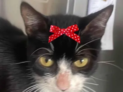 Gato raça SRD-ViraLata idade 2 a 6 meses nome Mina 