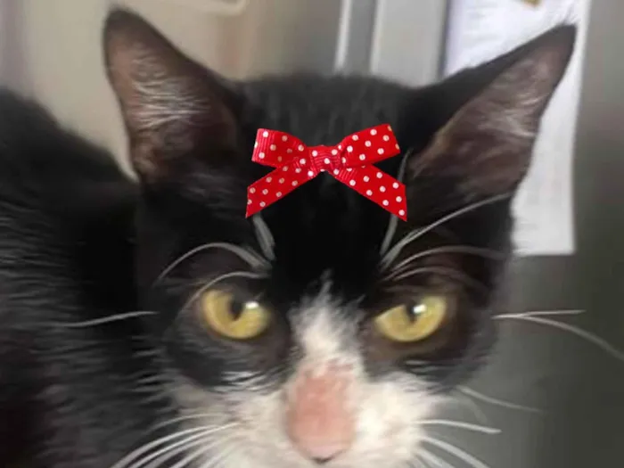 Gato ra a SRD-ViraLata idade 2 a 6 meses nome Mina 