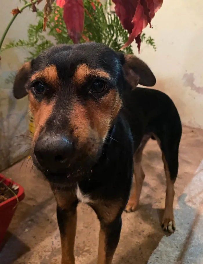 Cachorro ra a SRD-ViraLata idade 2 anos nome Bob 