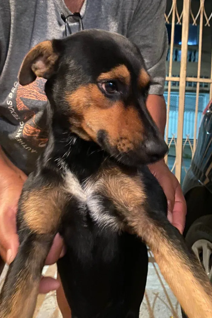 Cachorro ra a SRD-ViraLata idade 2 anos nome Bob 