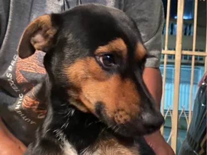 Cachorro raça SRD-ViraLata idade 2 anos nome Bob 