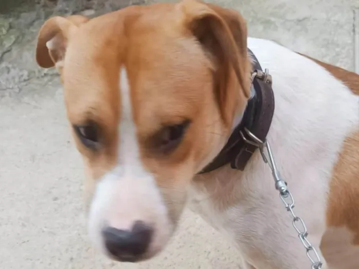 Cachorro ra a SRD-ViraLata idade 7 a 11 meses nome Simon. Bb10meses lindo 