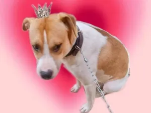 Cachorro raça SRD-ViraLata idade 7 a 11 meses nome Simon. Bb10meses lindo 