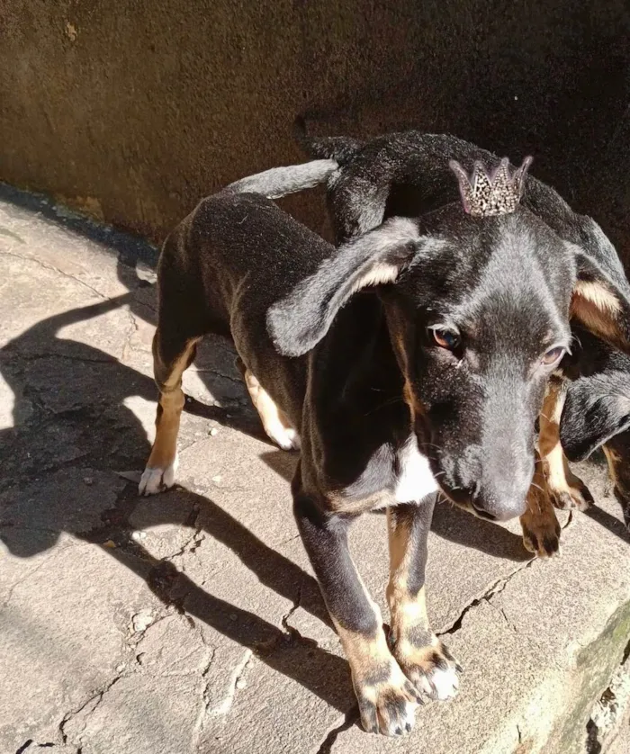Cachorro ra a SRD-ViraLata idade 2 a 6 meses nome Nutella bb6meses