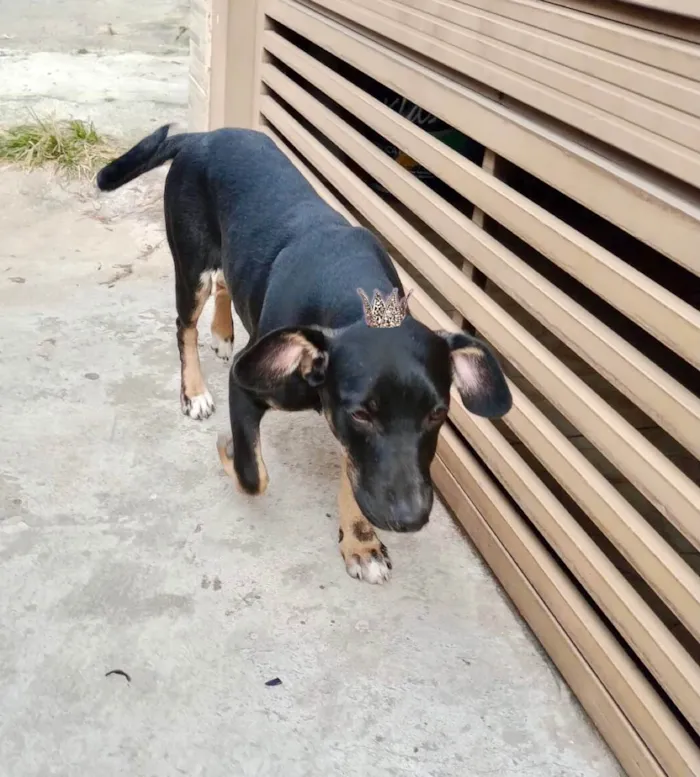 Cachorro ra a SRD-ViraLata idade 2 a 6 meses nome Nutella bb6meses
