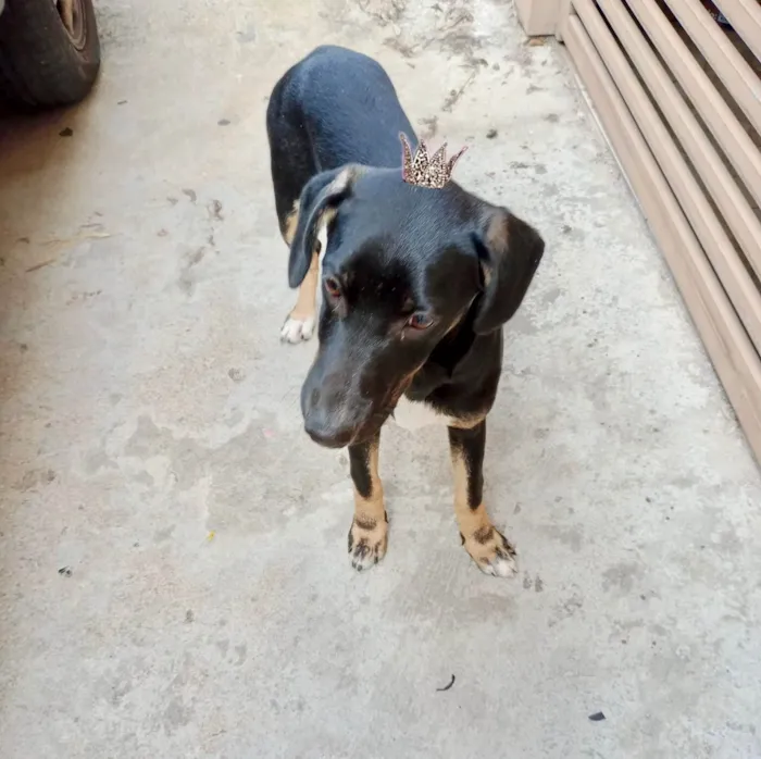 Cachorro ra a SRD-ViraLata idade 2 a 6 meses nome Nutella bb6meses