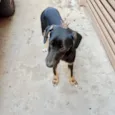 Nutella bb6meses