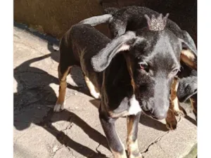 Cachorro raça SRD-ViraLata idade 2 a 6 meses nome Nutella bb6meses