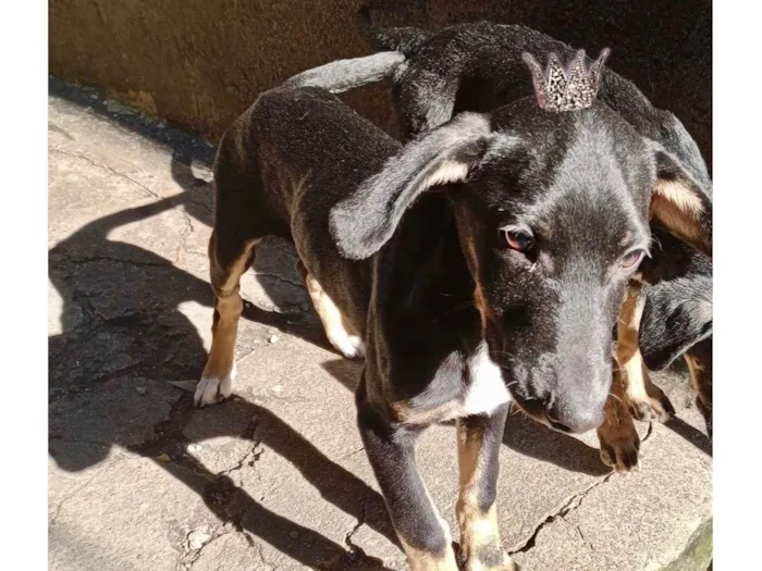 Cachorro ra a SRD-ViraLata idade 2 a 6 meses nome Nutella bb6meses