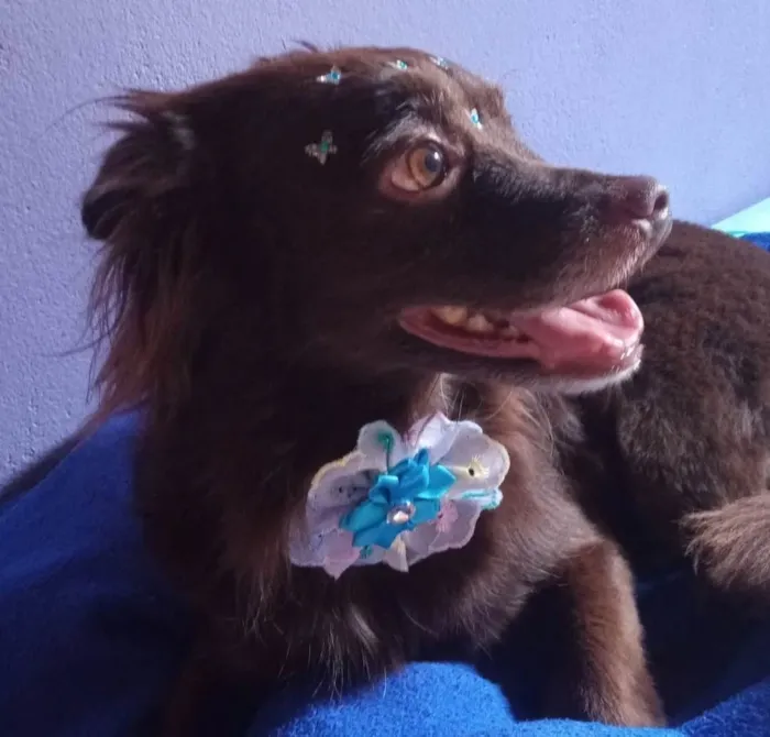 Cachorro ra a SRD-ViraLata idade 6 ou mais anos nome Milly