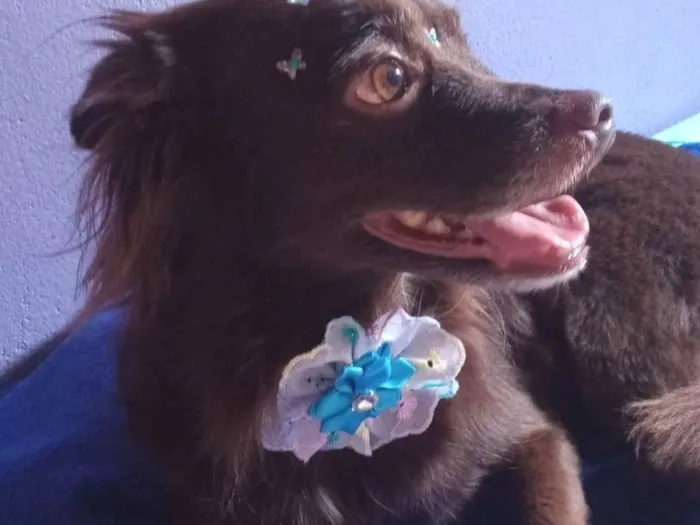 Cachorro ra a SRD-ViraLata idade 6 ou mais anos nome Milly