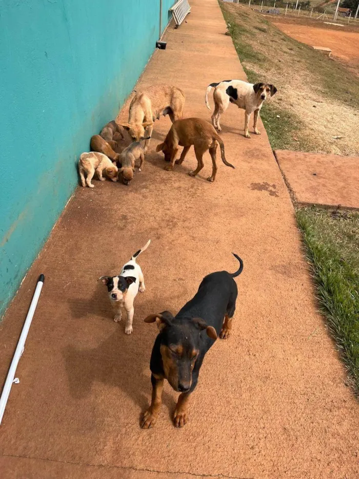 Cachorro ra a SRD-ViraLata idade Abaixo de 2 meses nome 9 FILHOTES