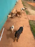 9 FILHOTES