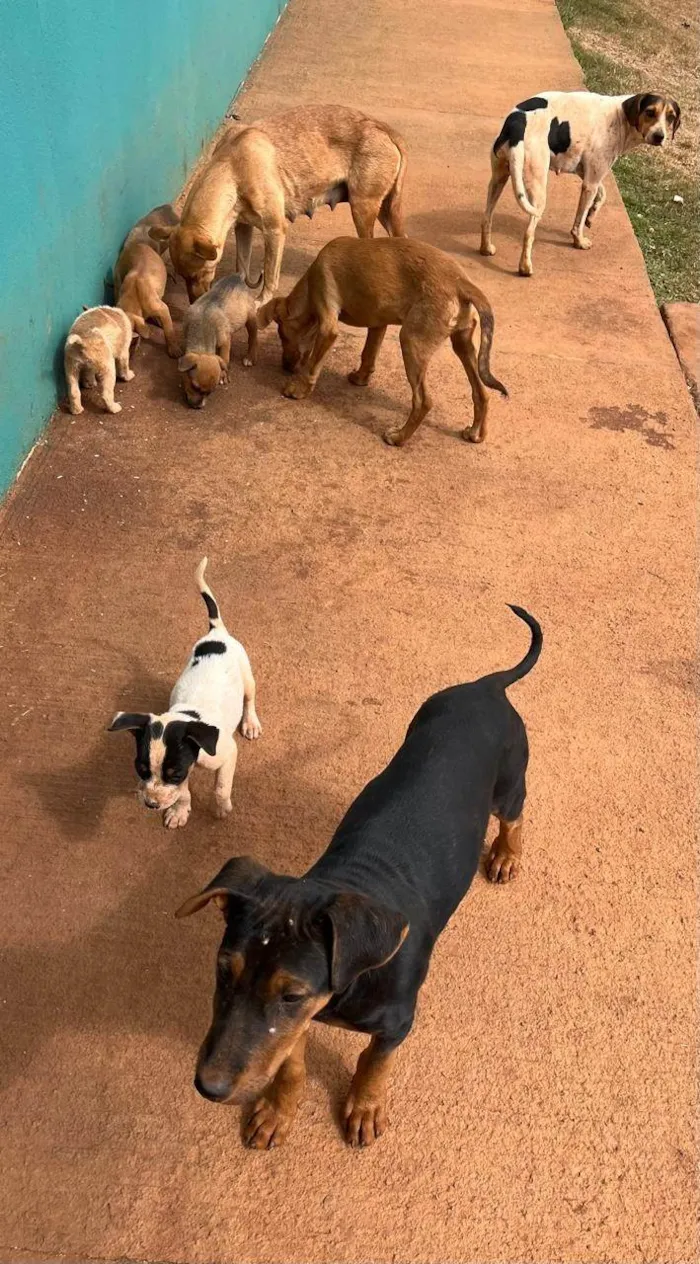 Cachorro ra a SRD-ViraLata idade Abaixo de 2 meses nome 9 FILHOTES