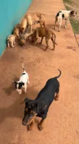 9 FILHOTES