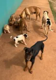 9 FILHOTES