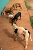 9 FILHOTES