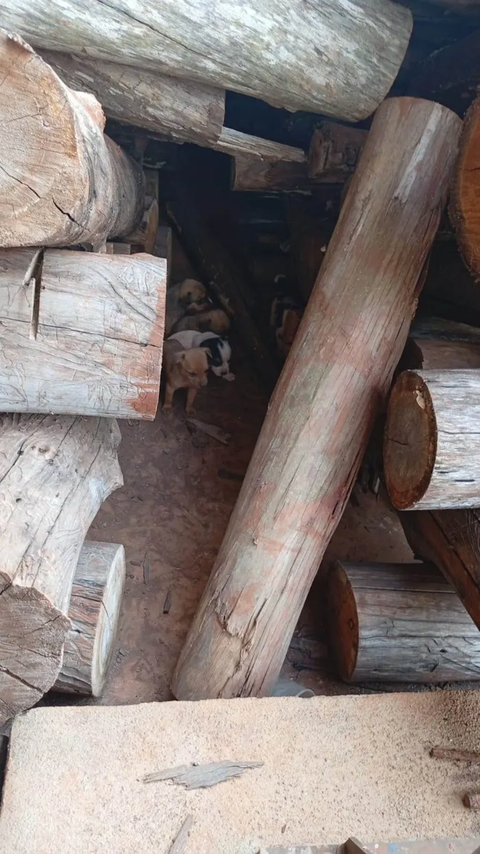 Cachorro ra a SRD-ViraLata idade Abaixo de 2 meses nome 9 FILHOTES