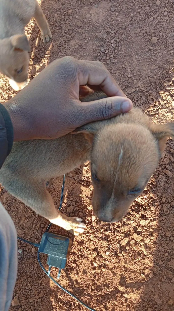 Cachorro ra a SRD-ViraLata idade Abaixo de 2 meses nome 9 FILHOTES