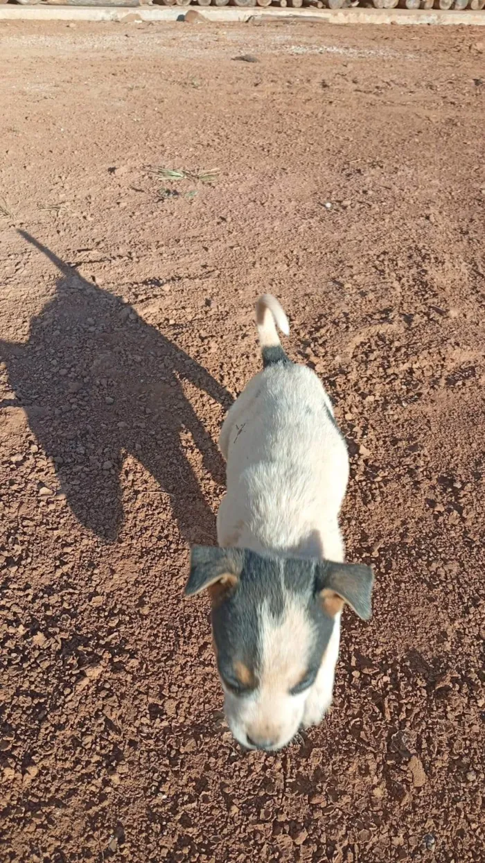 Cachorro ra a SRD-ViraLata idade Abaixo de 2 meses nome 9 FILHOTES
