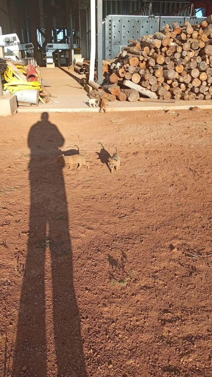 Cachorro ra a SRD-ViraLata idade Abaixo de 2 meses nome 9 FILHOTES