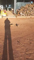 9 FILHOTES