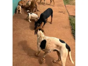Cachorro raça SRD-ViraLata idade Abaixo de 2 meses nome 9 FILHOTES