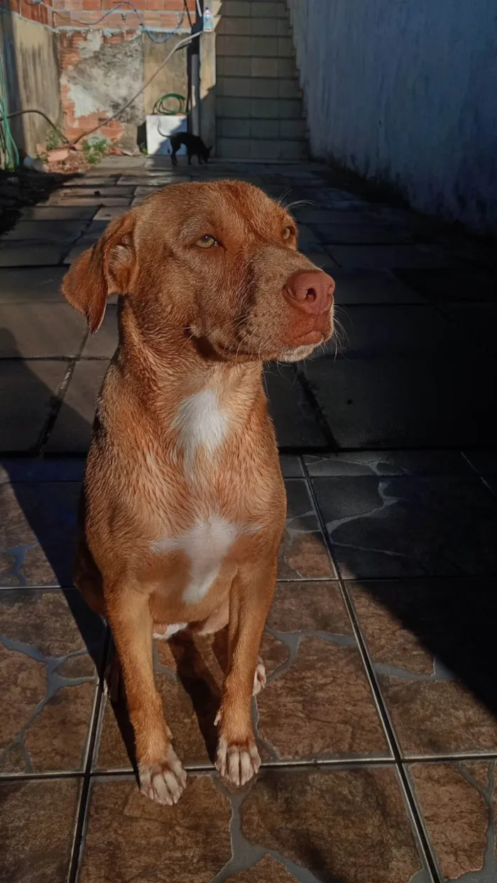 Cachorro ra a SRD-ViraLata idade 1 ano nome Akyra