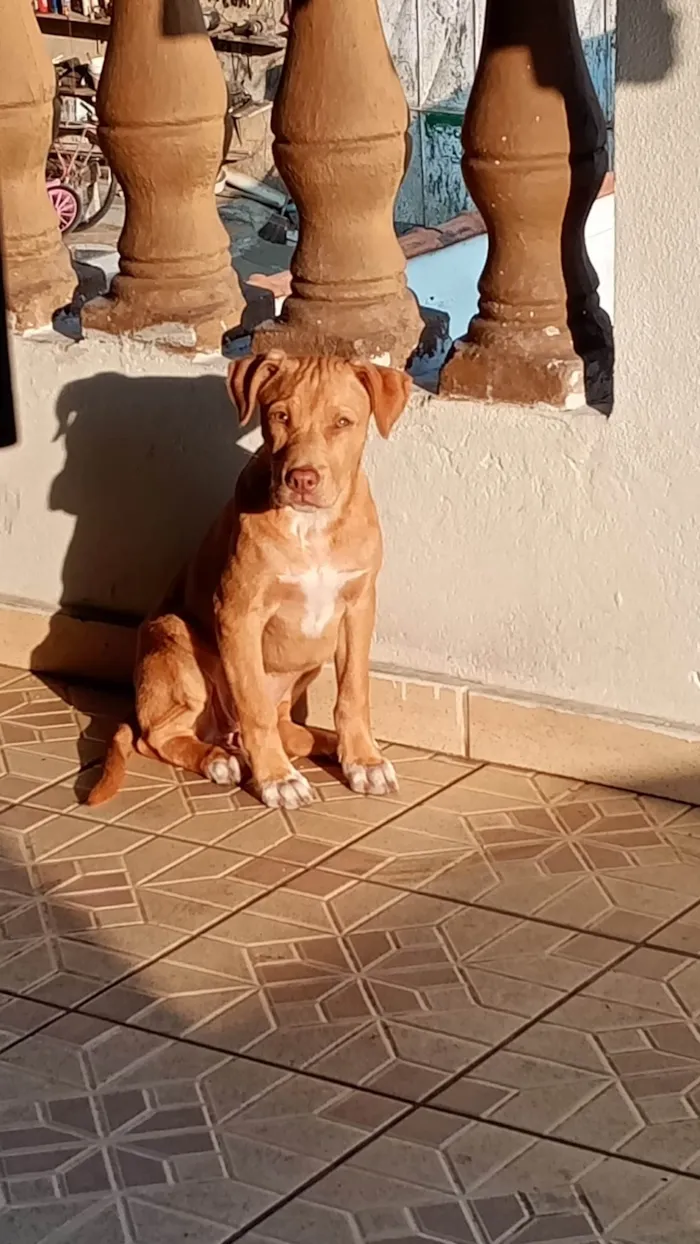 Cachorro ra a SRD-ViraLata idade 1 ano nome Akyra