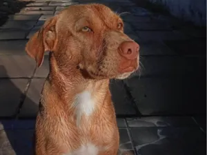 Cachorro raça SRD-ViraLata idade 1 ano nome Akyra
