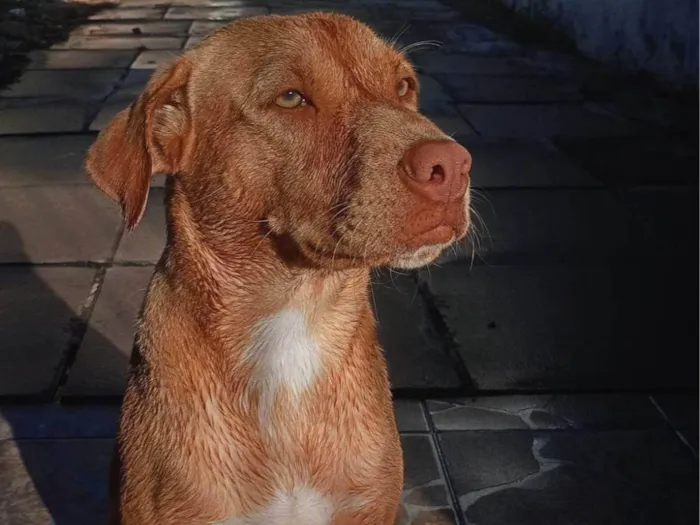 Cachorro ra a SRD-ViraLata idade 1 ano nome Akyra