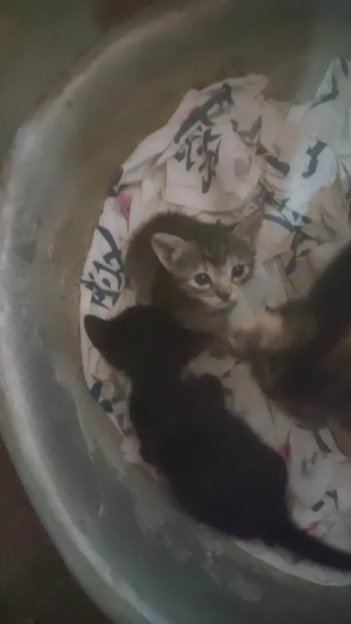 Gato ra a SRD-ViraLata idade Abaixo de 2 meses nome Ainda sem nome