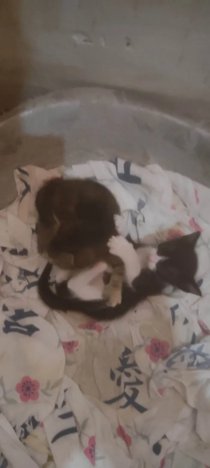 Gato ra a SRD-ViraLata idade Abaixo de 2 meses nome Ainda sem nome