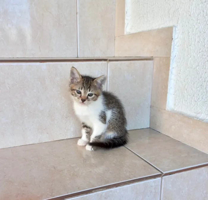Gato ra a SRD-ViraLata idade 2 a 6 meses nome Bonbon bb2meses 