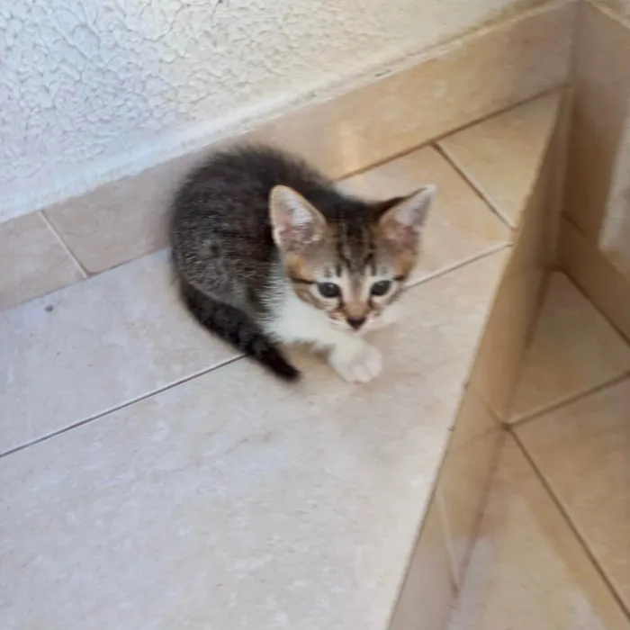 Gato ra a SRD-ViraLata idade 2 a 6 meses nome Bonbon bb2meses 
