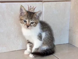 Gato raça SRD-ViraLata idade 2 a 6 meses nome Bonbon bb2meses 
