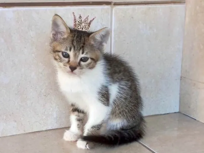 Gato ra a SRD-ViraLata idade 2 a 6 meses nome Bonbon bb2meses 