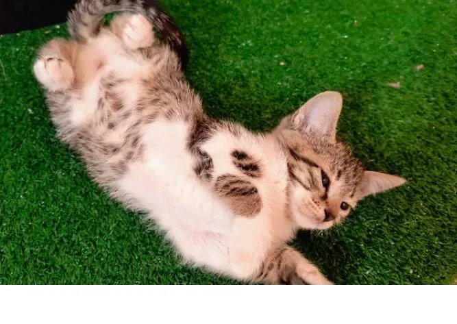 Gato ra a SRD-ViraLata idade 2 a 6 meses nome Pudim bb2meses 