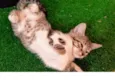 Pudim bb2meses