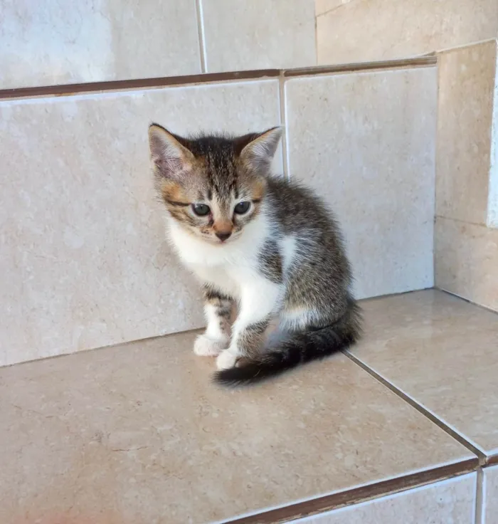Gato ra a SRD-ViraLata idade 2 a 6 meses nome Pudim bb2meses 