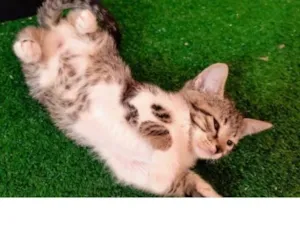 Gato raça SRD-ViraLata idade 2 a 6 meses nome Pudim bb2meses 