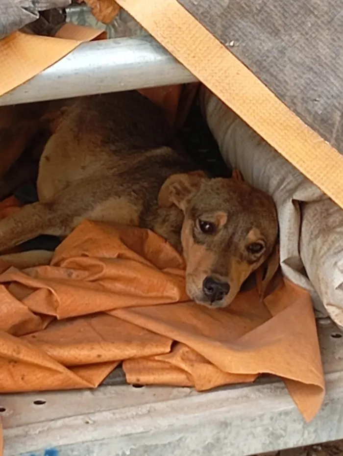 Cachorro ra a SRD-ViraLata idade 2 a 6 meses nome Costelinha