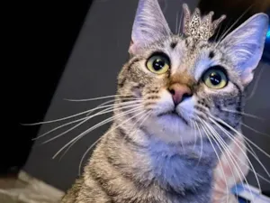 Gato raça SRD-ViraLata idade 2 a 6 meses nome John bb5meses lindo 