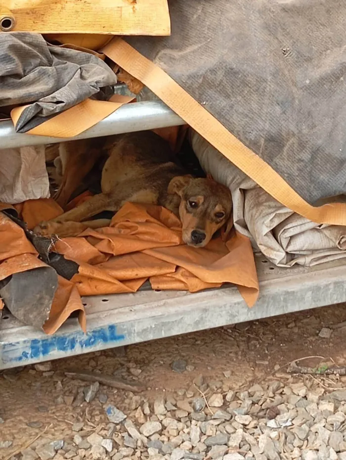 Cachorro ra a SRD-ViraLata idade 2 a 6 meses nome Costelinha