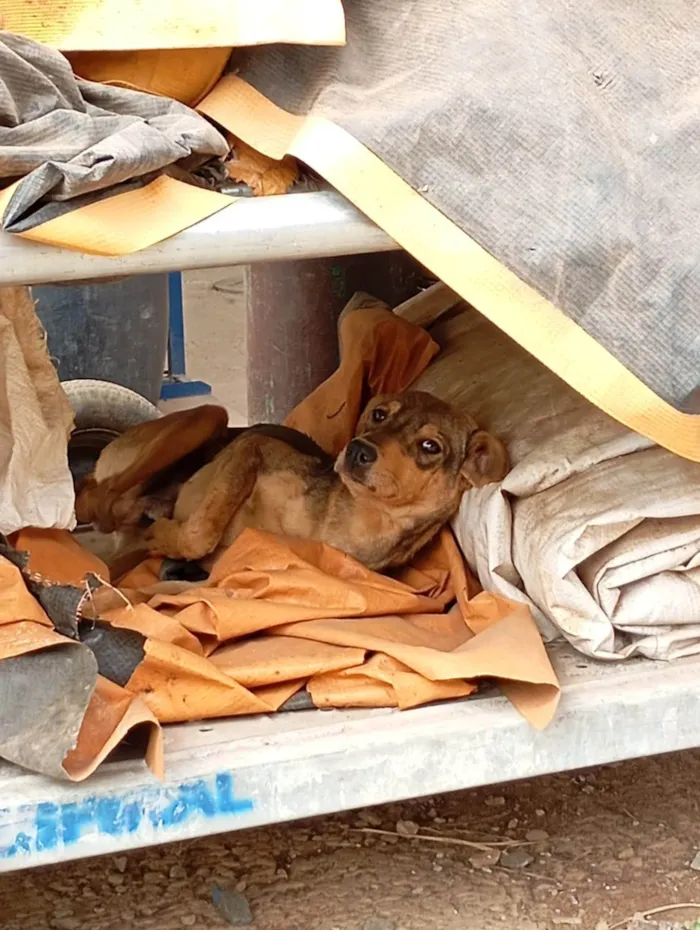 Cachorro ra a SRD-ViraLata idade 2 a 6 meses nome Costelinha