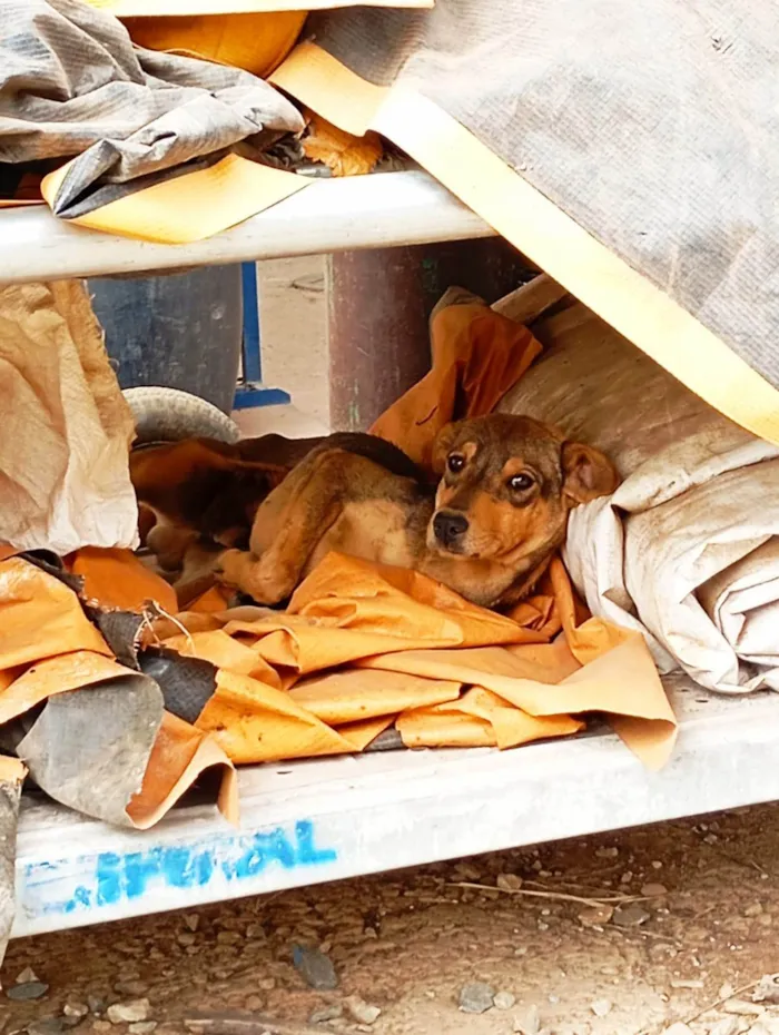 Cachorro ra a SRD-ViraLata idade 2 a 6 meses nome Costelinha