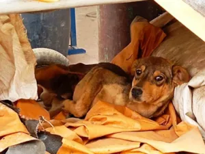 Cachorro raça SRD-ViraLata idade 2 a 6 meses nome Costelinha
