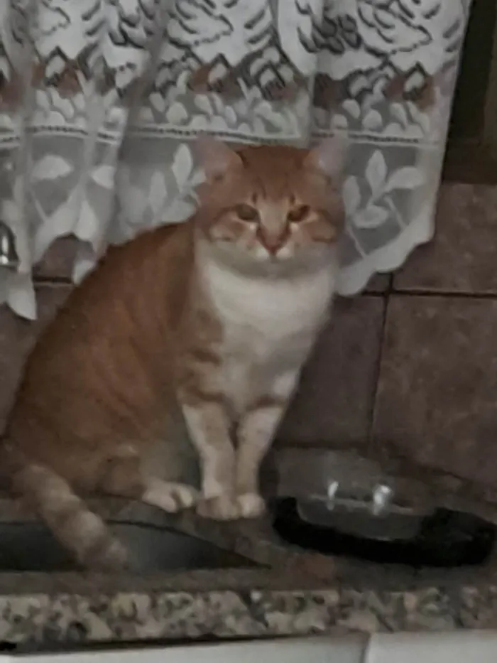 Gato ra a Persa idade 6 ou mais anos nome Amarelinho