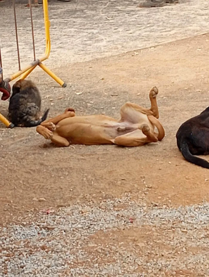 Cachorro ra a SRD-ViraLata idade 2 a 6 meses nome Amarelão